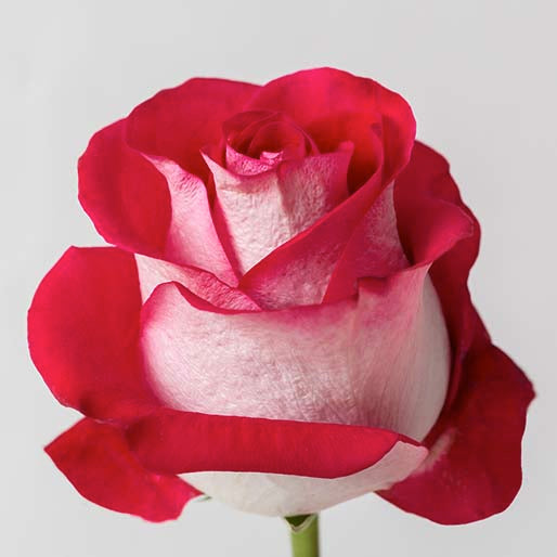 Bluez – A Cool Statement of Sophistication