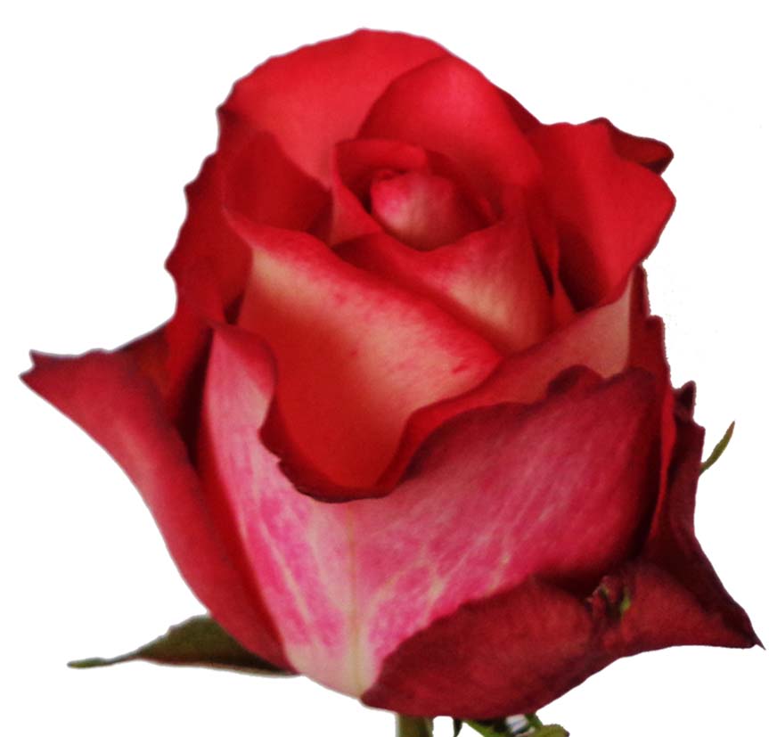 Iguazu – A Bold Rush of Color and Energy