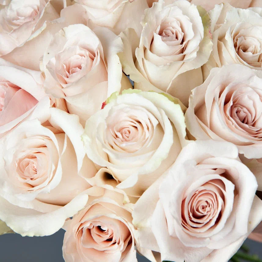 QUICKSAND– Subtle Elegance in Every Bloom