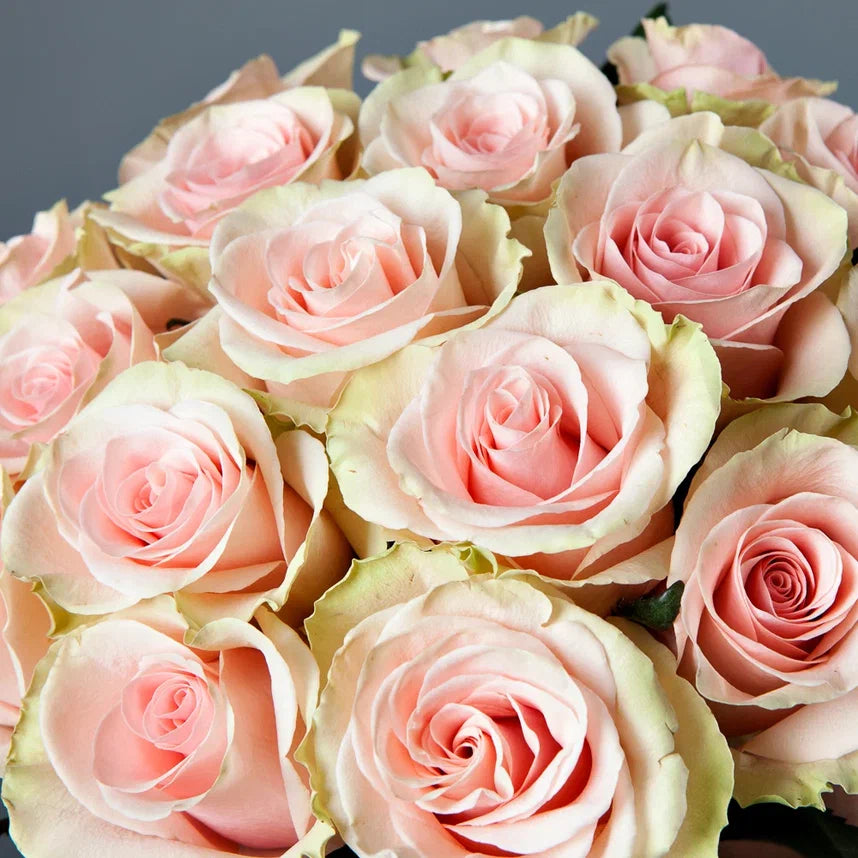 ABSOLUT IN PINK – Bold Beauty in Every Petal