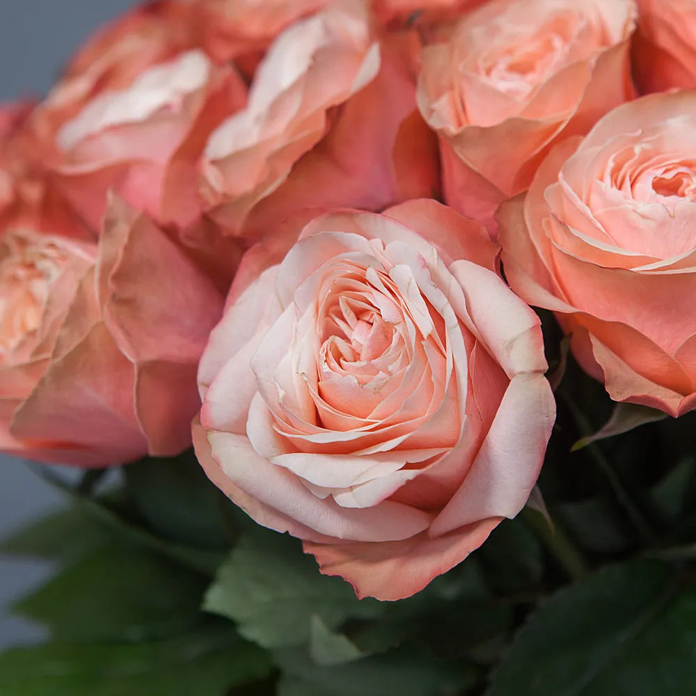 KAHALA– Warm Elegance in Every Bloom