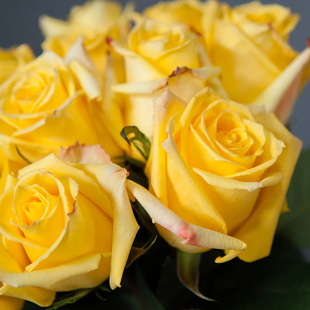 MOHANA– Golden Elegance in Every Bloom