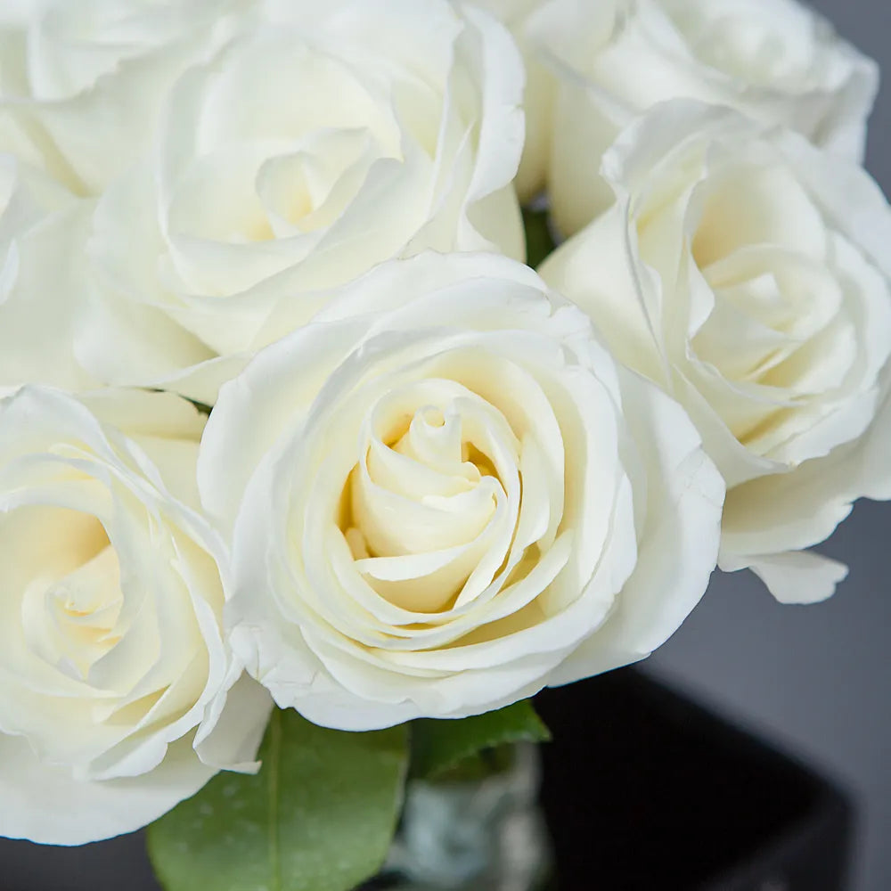 TIBET – Pure Elegance in Every Petal