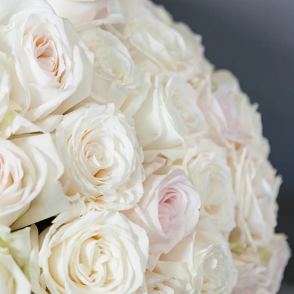 WHITE O HARA – – Timeless Elegance in Every Petal