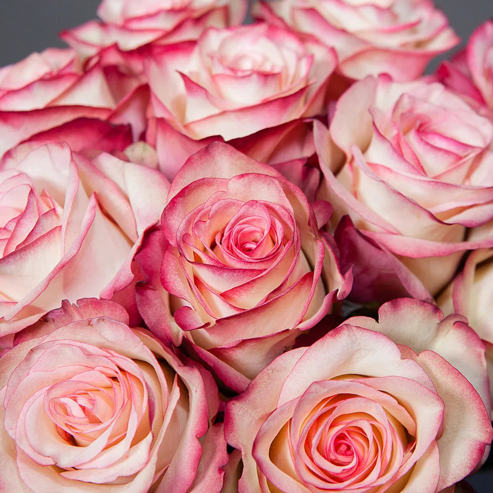 PALOMA– Whisper of Elegance in Every Bloom