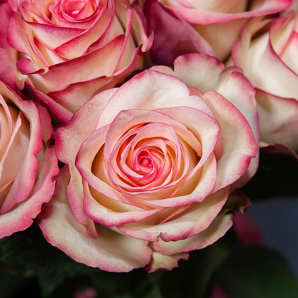 PALOMA– Whisper of Elegance in Every Bloom