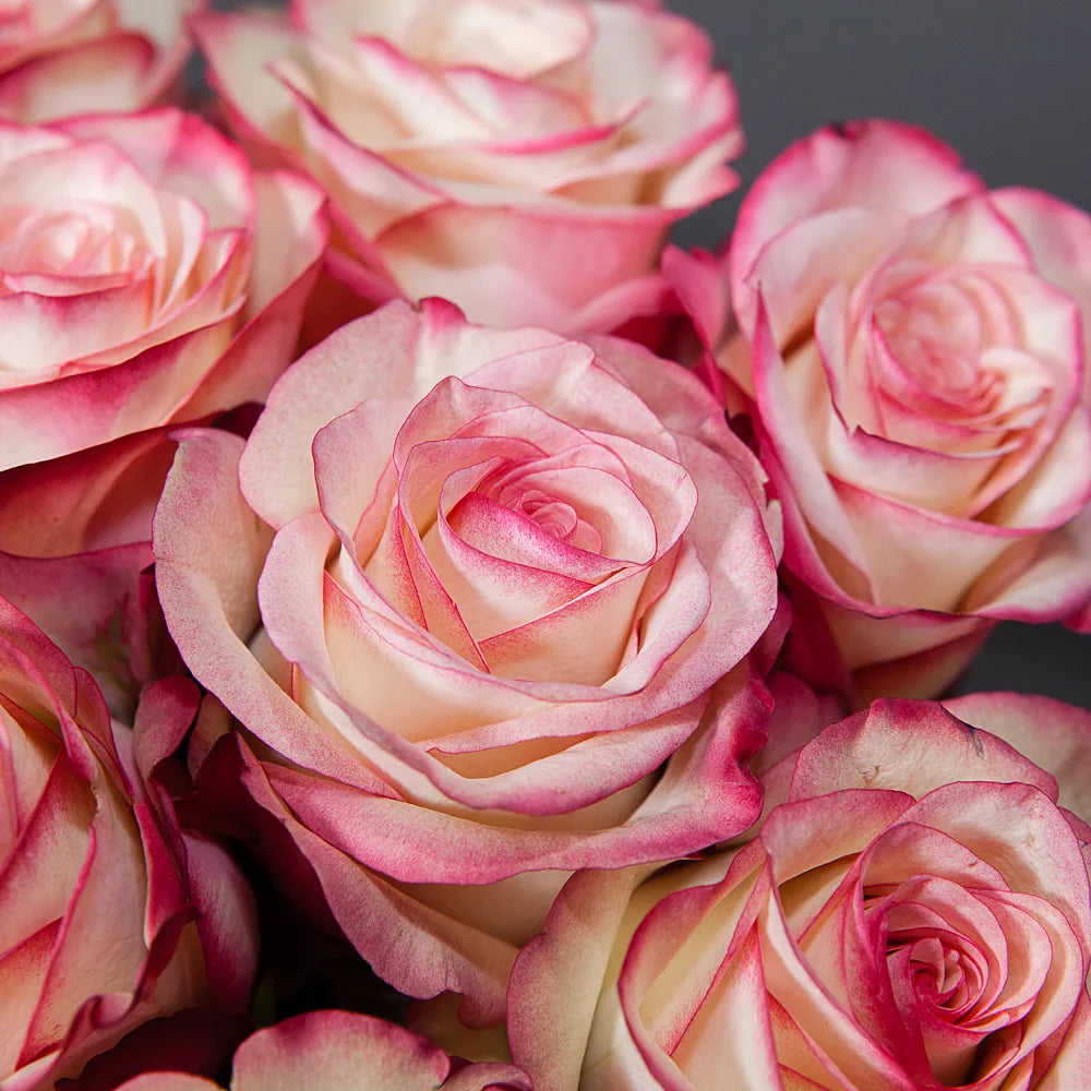 PALOMA– Whisper of Elegance in Every Bloom