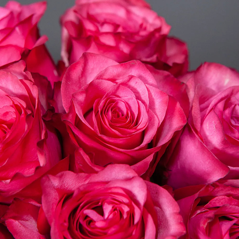 LOLA – Vibrant Elegance in Every Bloom