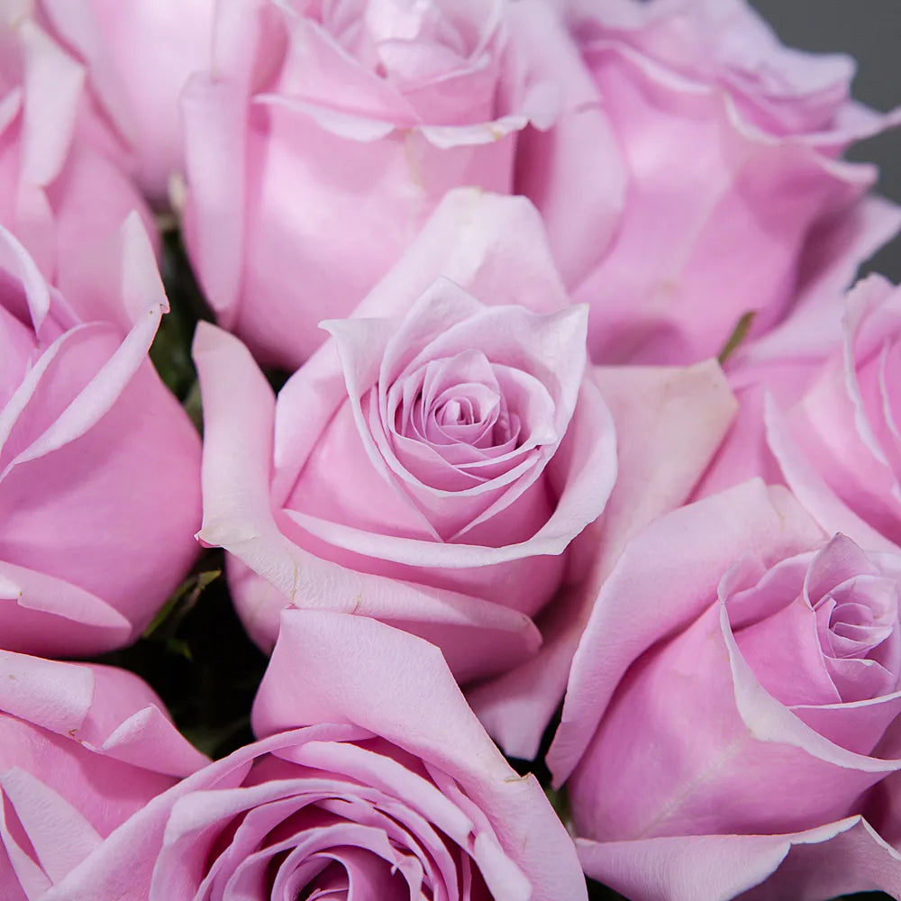 NAUTICA– Oceanic Grace in Every Bloom