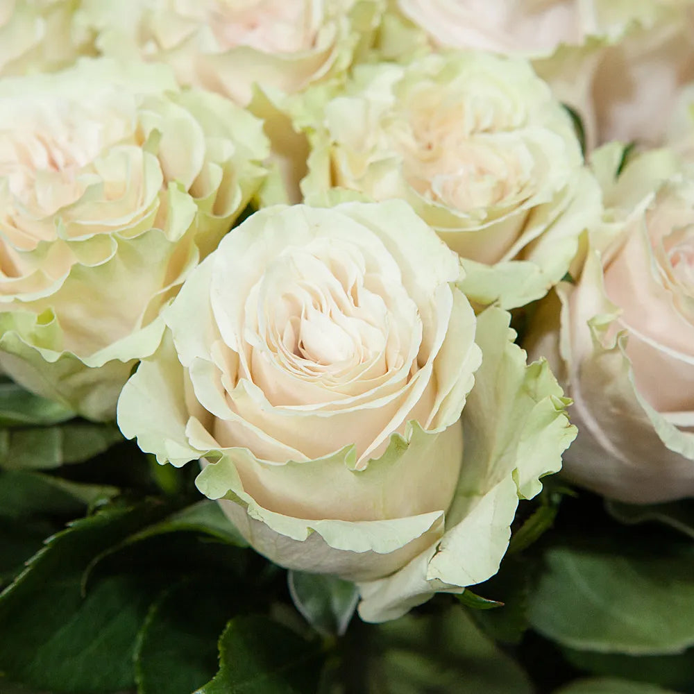 PINK MONDIAL – Vintage Charm in Every Bloom