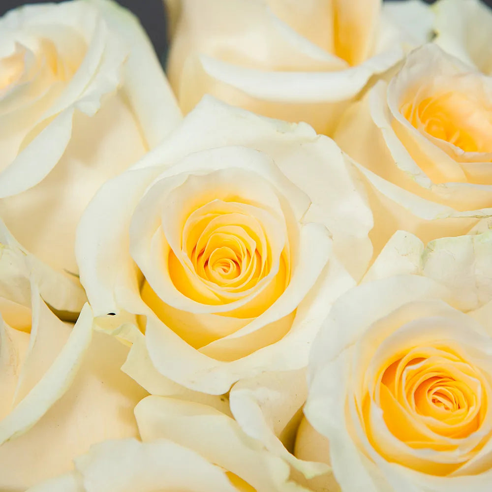 CREME DE LA CREME- Elegance in Every Petal