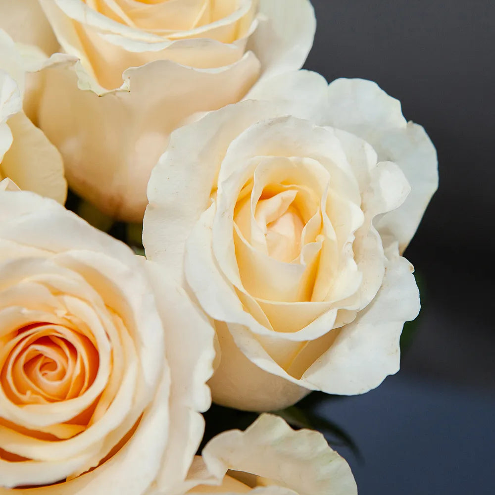 FAVOURITE– Classic Elegance in Every Bloom