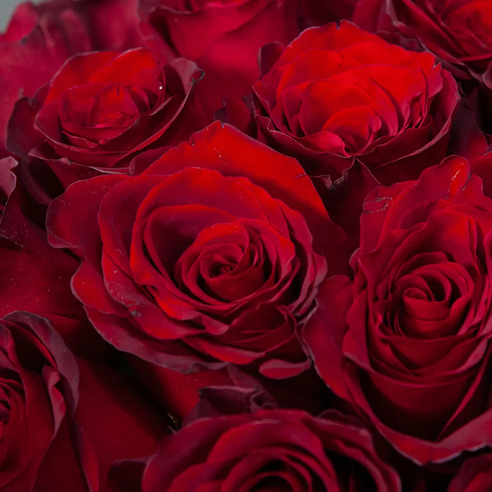 EXPLORER- Bold Beauty in Every Bloom