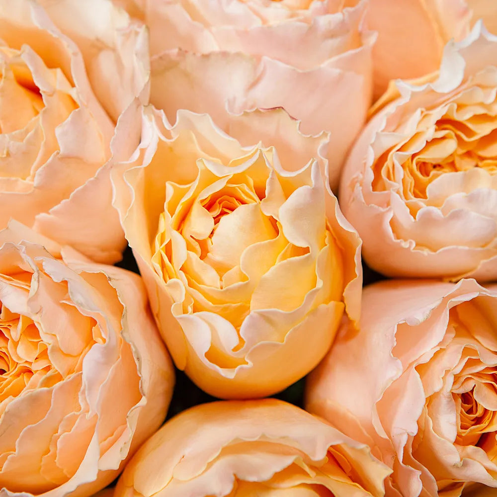 CAMPANELLA PEACH- Graceful Beauty in Every Petal