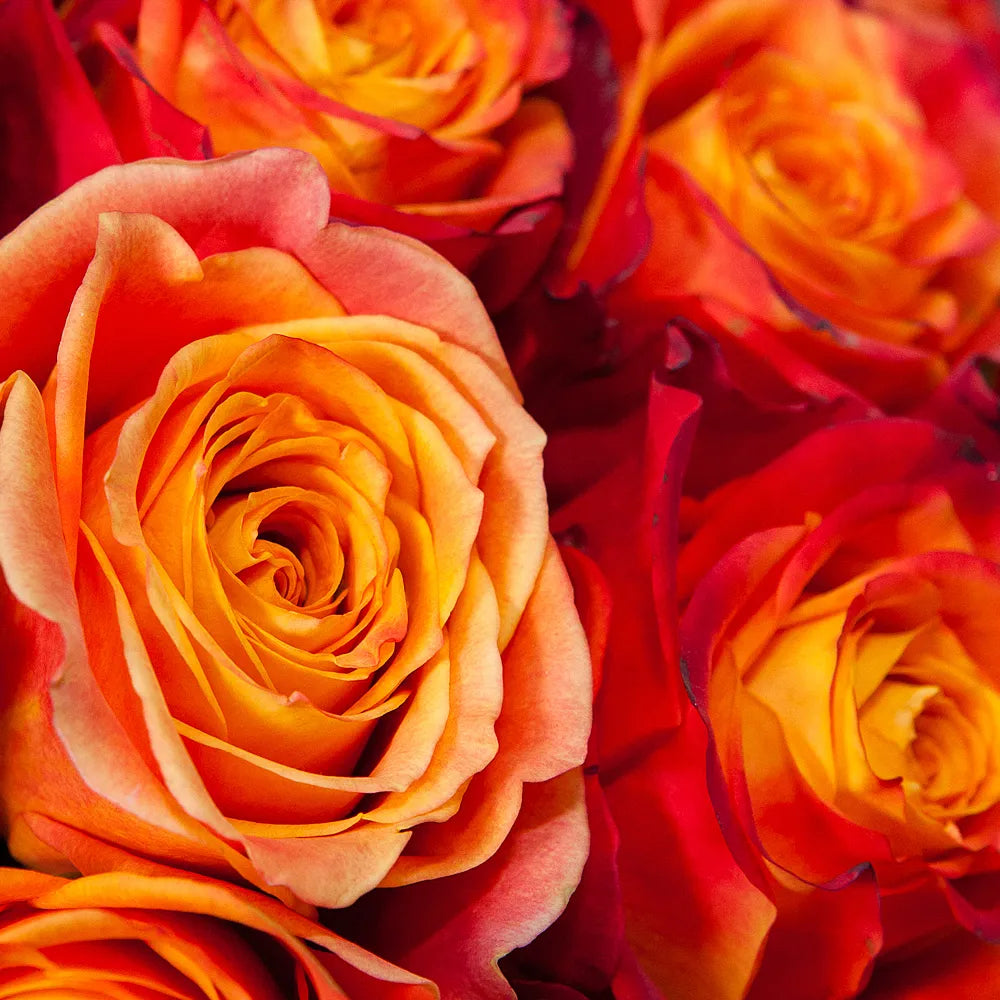 ATOMIC – A Fiery Burst of Passion