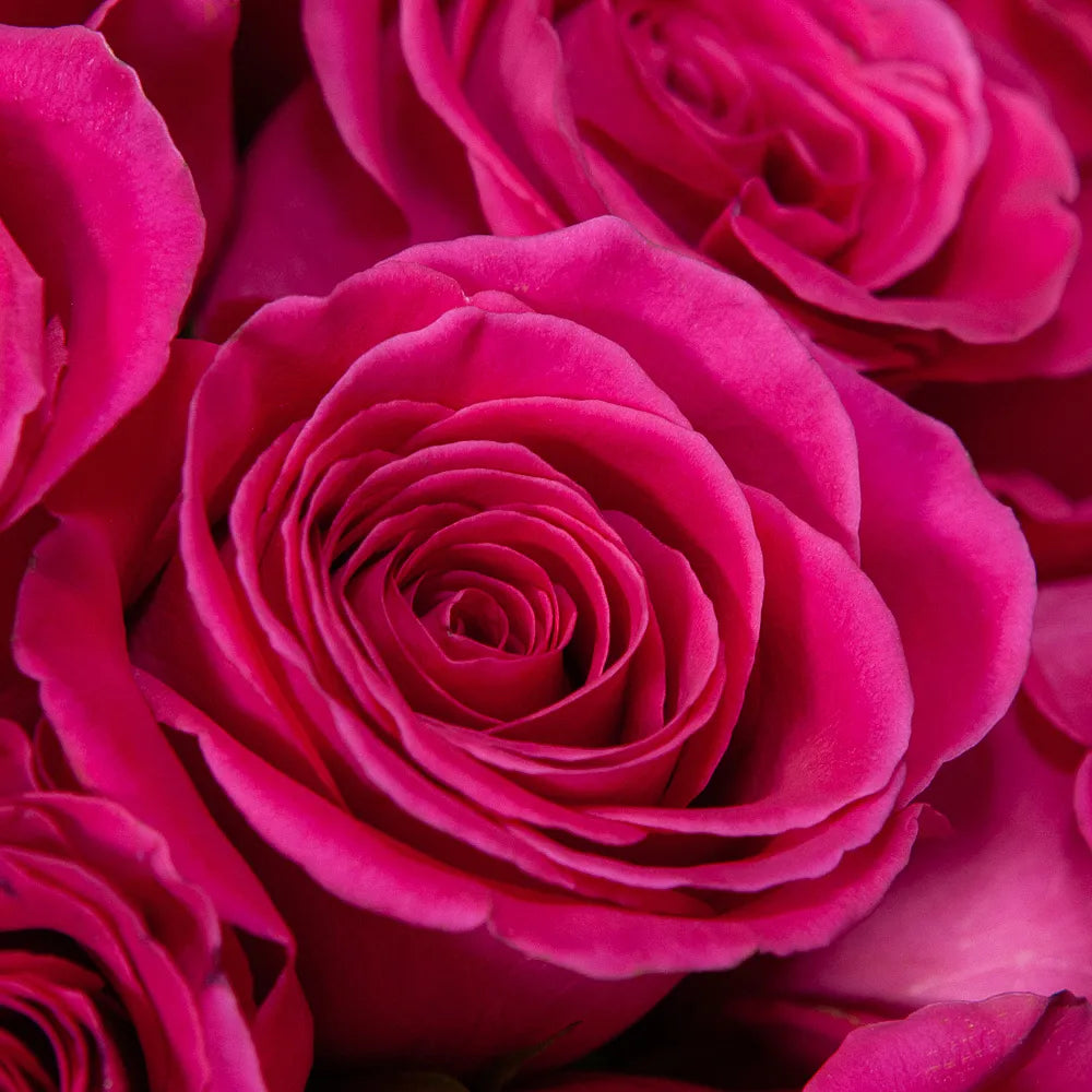 PINK FLOYD– Vibrant Symphony in Every Bloom