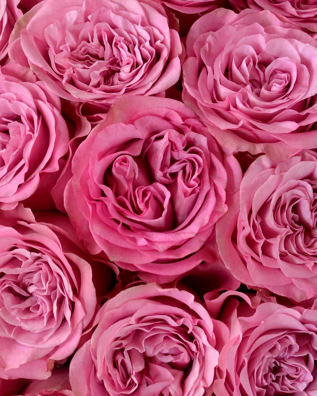 QUEEN´S CROWN– Majestic Beauty in Every Bloom