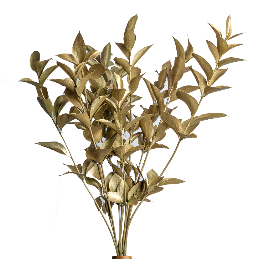 GOLDEN RUSCUS