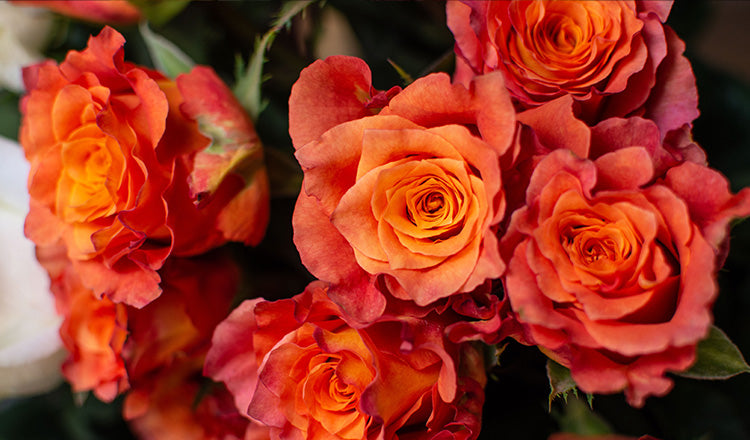Bloom Premium Roses Premium Roses – Rock your blooms