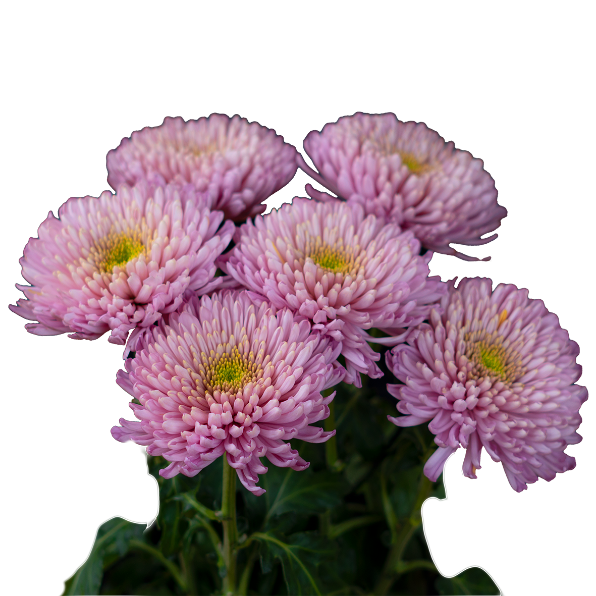 CHRYSANTEMUM CREMON