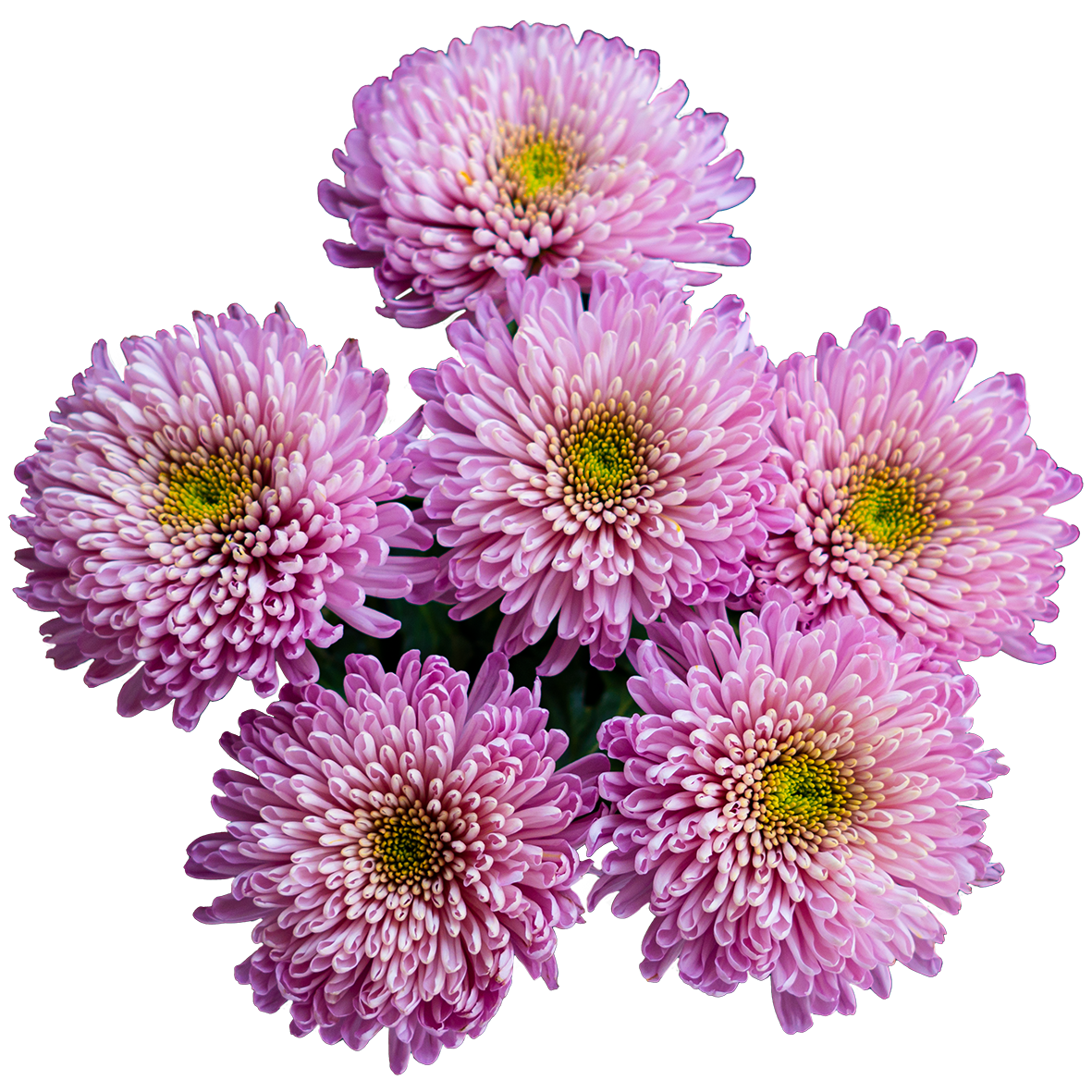 CHRYSANTEMUM CREMON