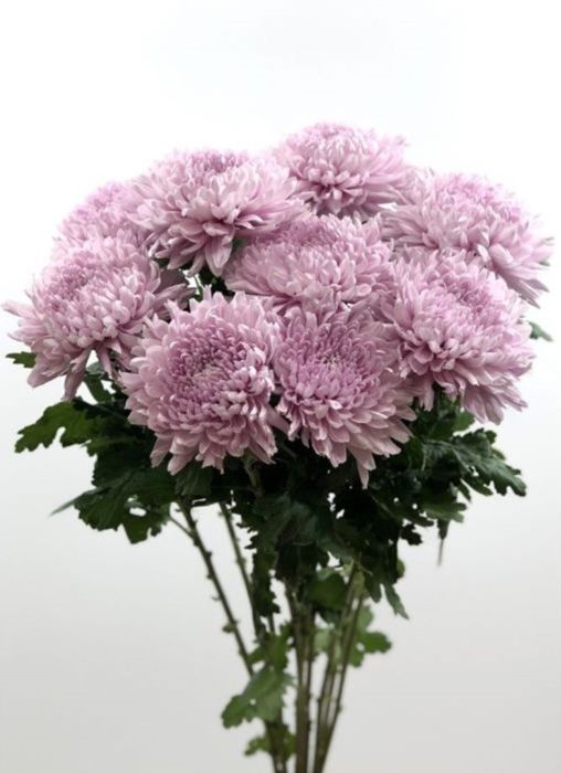 CHRYSANTEMUM FOOTBALL MUM