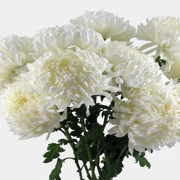 CHRYSANTEMUM FOOTBALL MUM