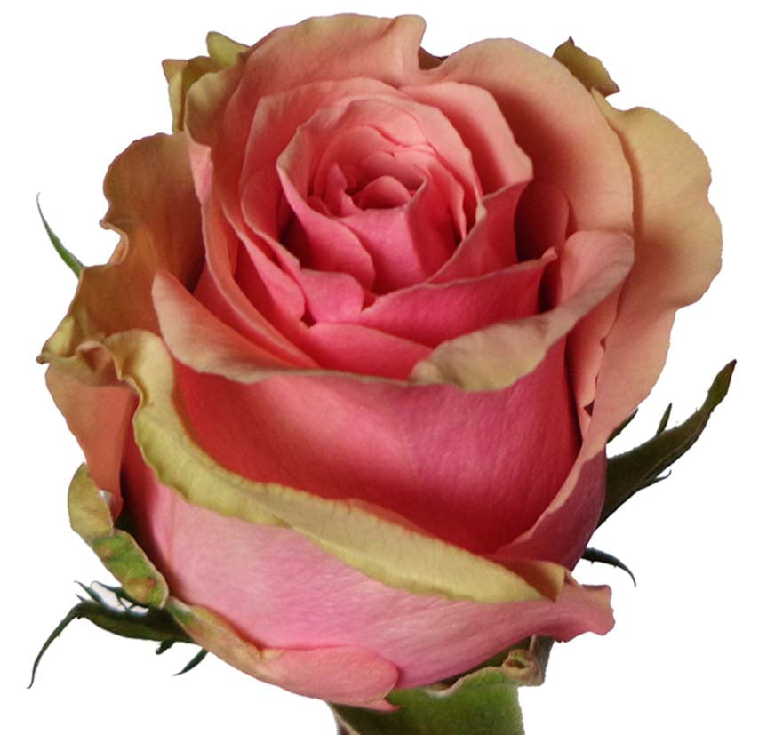 Geraldine Pink