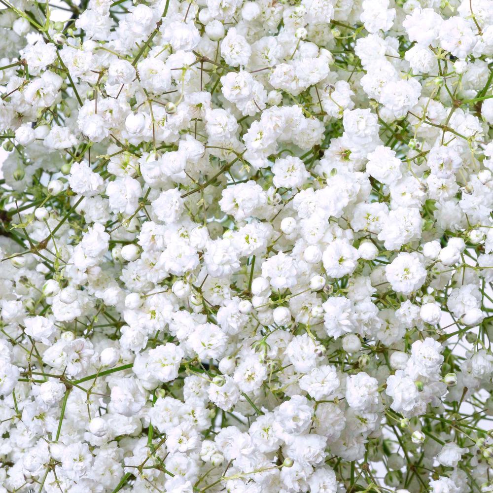 GYPSOPHILIA XLENCE