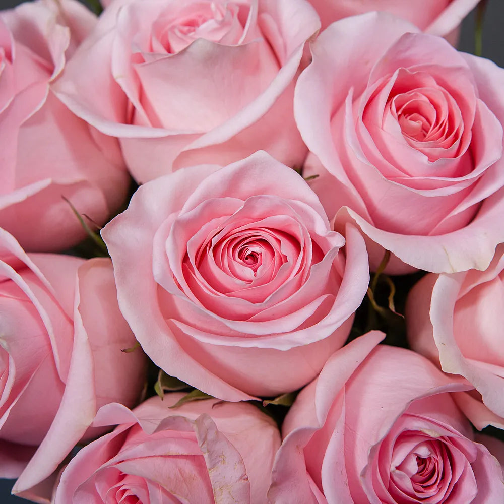 TITANIC – Majestic Elegance in Every Bloom