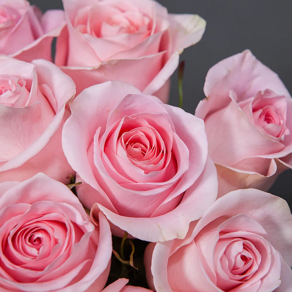 TITANIC – Majestic Elegance in Every Bloom