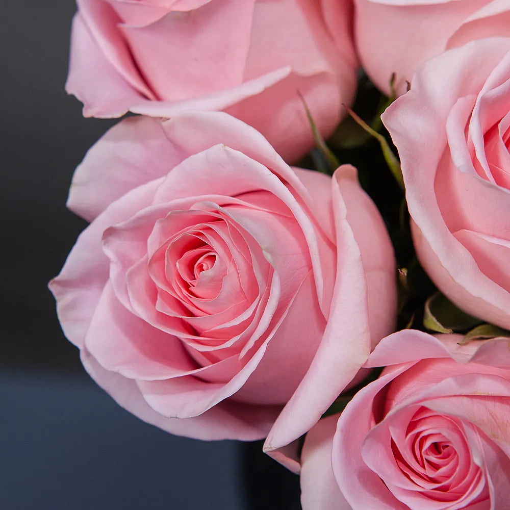 TITANIC – Majestic Elegance in Every Bloom