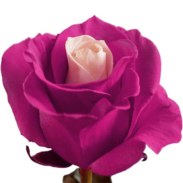 PINK SOUL