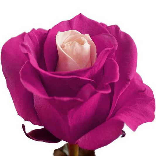 PINK SOUL