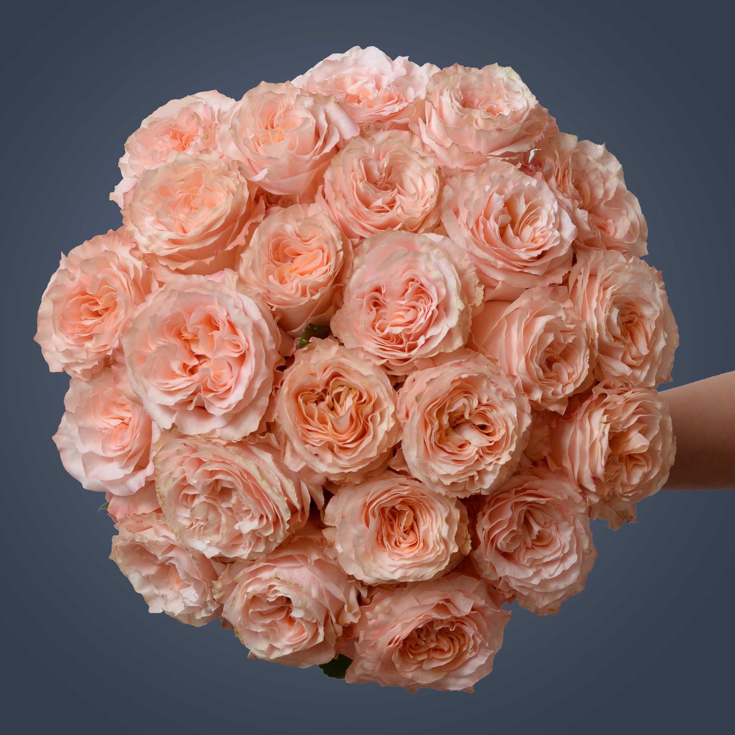 PRINCESS CROWN-Regal Radiance in Every Bloom