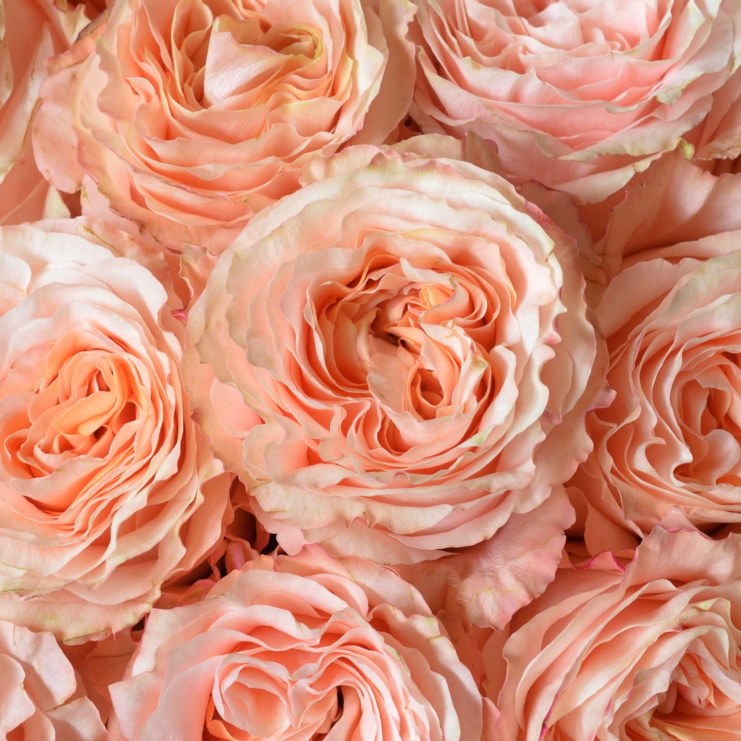 PRINCESS CROWN-Regal Radiance in Every Bloom