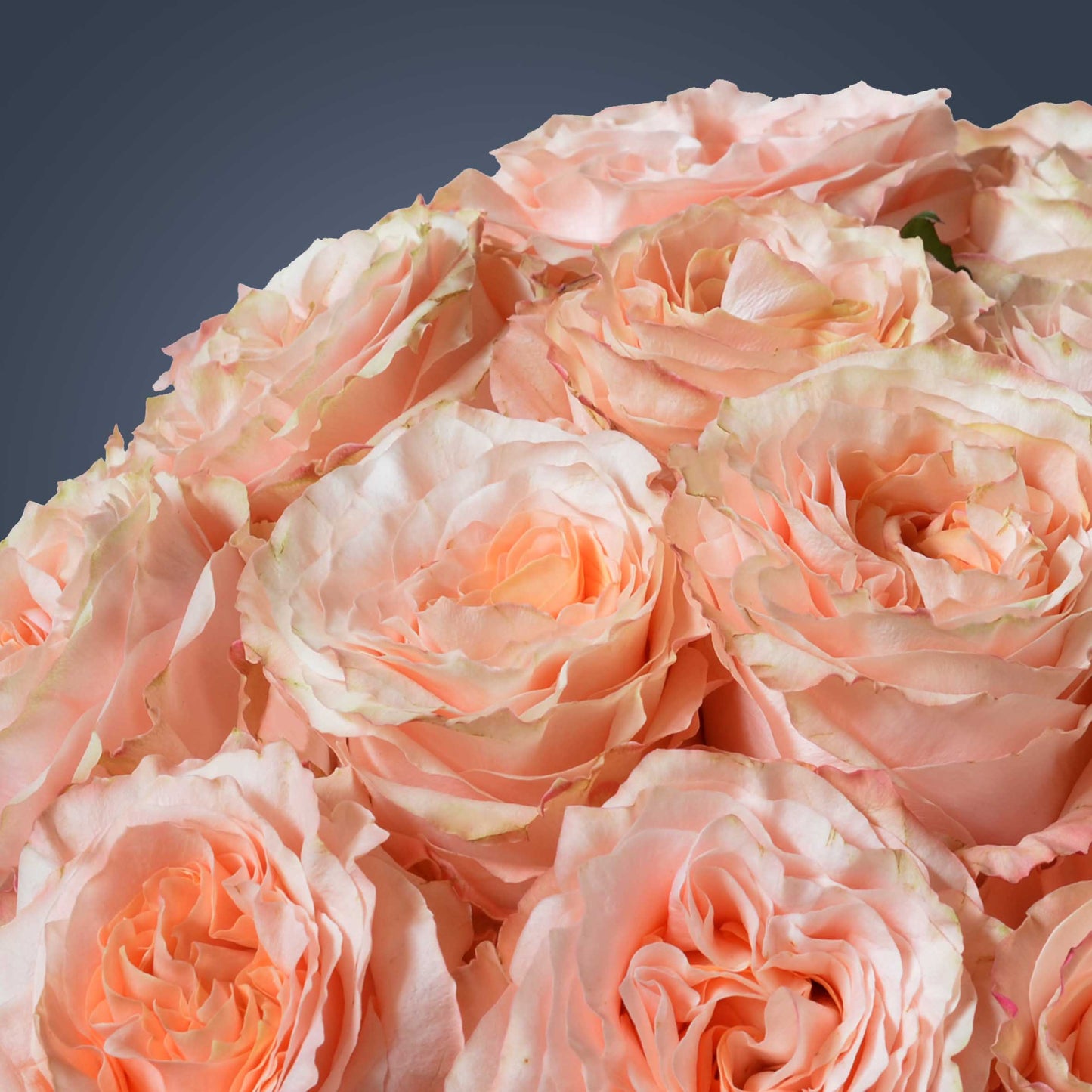 PRINCESS CROWN-Regal Radiance in Every Bloom