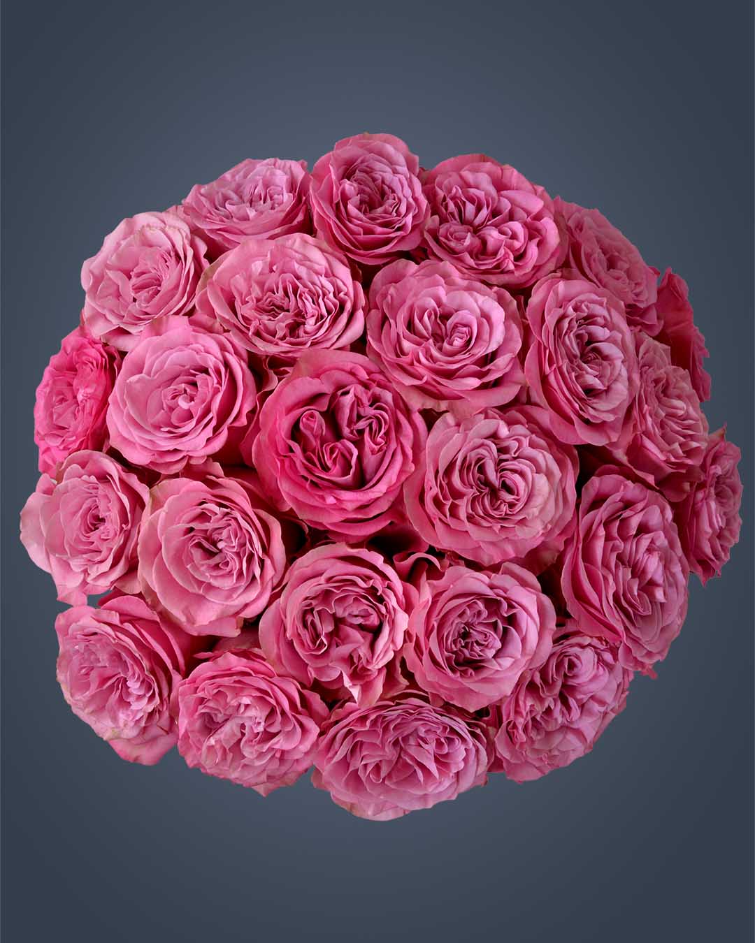 QUEEN´S CROWN– Majestic Beauty in Every Bloom