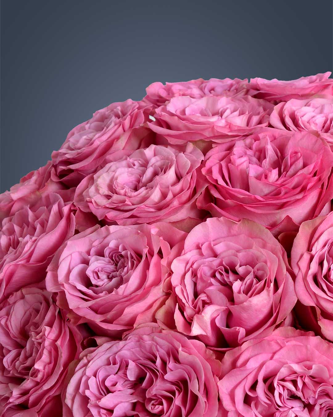 QUEEN´S CROWN– Majestic Beauty in Every Bloom