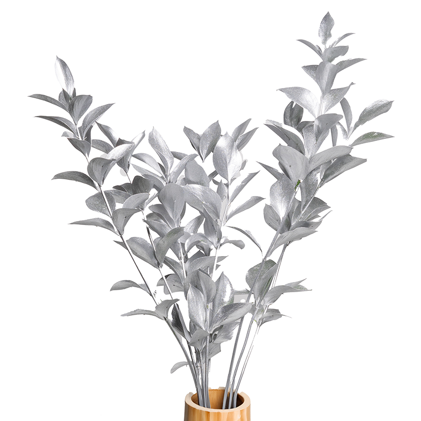 SILVER RUSCUS