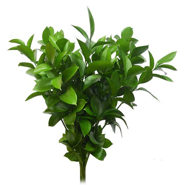 RUSCUS