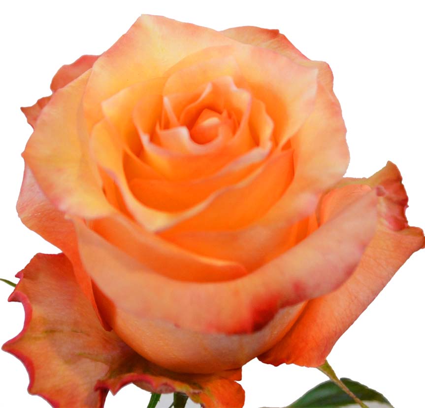 Tweak Roses TWILIGHT – Rock your blooms