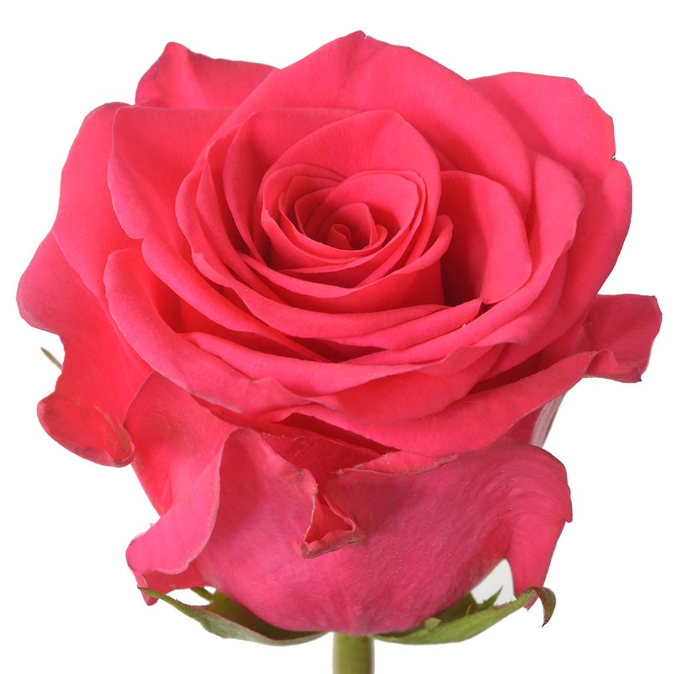V.I.PINK – Rock your blooms