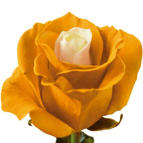 YELLOW SOUL
