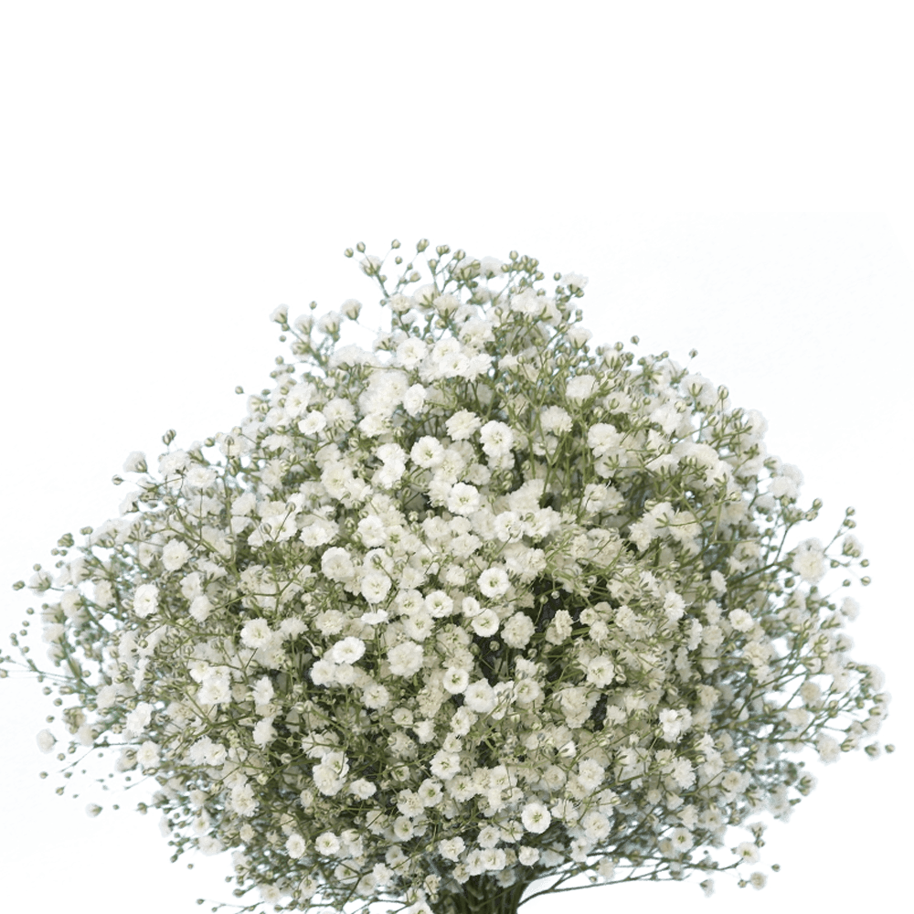 GYPSOPHILIA OVER TIME WHITE