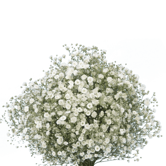 GYPSOPHILIA OVER TIME WHITE