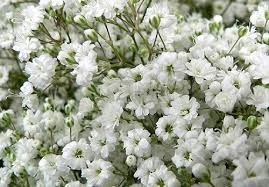 GYPSOPHILIA OVER TIME WHITE