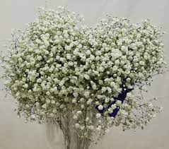 Light Pink Tinted Gypsophillia Baby's Breath Premium, 70cm